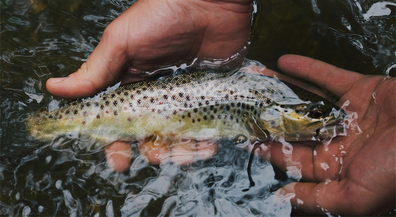 hunter-brumels-i1aaOj95ZFk-unsplash